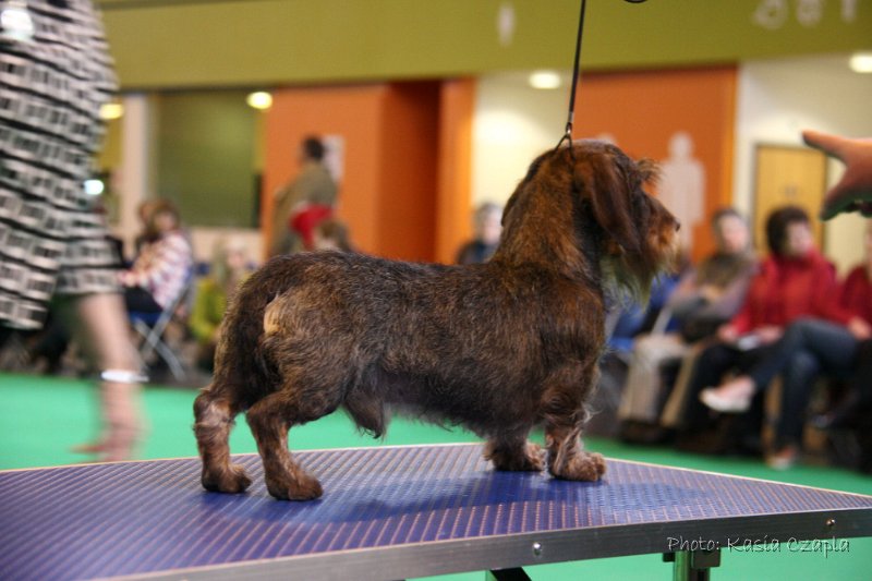 Crufts2010 316.jpg